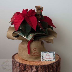 Flor de Pascua Después de la Navidad
